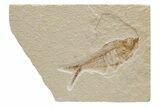 Fossil Fish (Diplomystus) - Green River Formation #224663-1